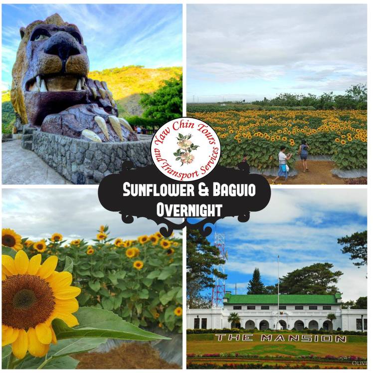 sunflower_baguio
